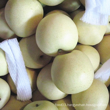 Fresh New Season Golden Pear/ Crown Pear From China